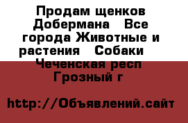Продам щенков Добермана - Все города Животные и растения » Собаки   . Чеченская респ.,Грозный г.